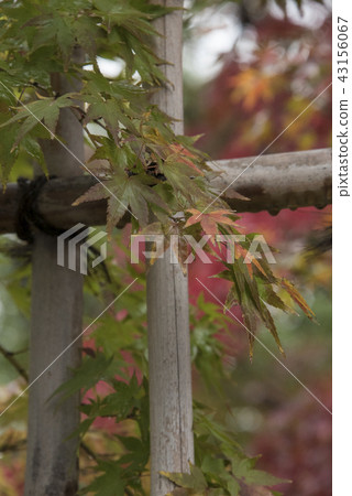 Lushan Temple Maple Leaf 43156067