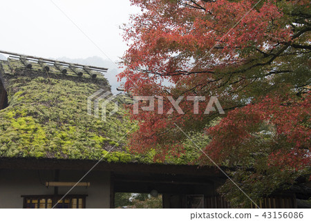 嵐山寺廟楓葉 嵐山寺廟楓葉 43156086