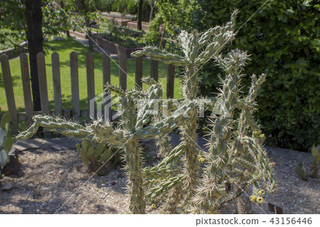 Cane Cholla Cactus in the park. A sunny day. Cane Cholla Cactus in the park. A sunny day. 43156446