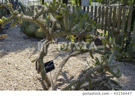 Cane Cholla Cactus in the park. A sunny day. Cane Cholla Cactus in the park. A sunny day. 43156447