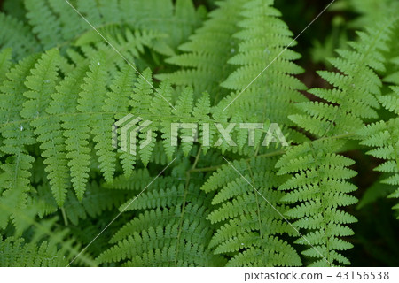 Fern leaf　 43156538