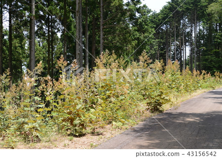 Bamboo grass 43156542