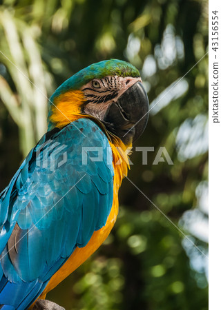 A closeup of a blue-and-yellow macaw. 43156554