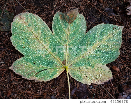 Fallen maple leaf covered with big rain drops. 43156578