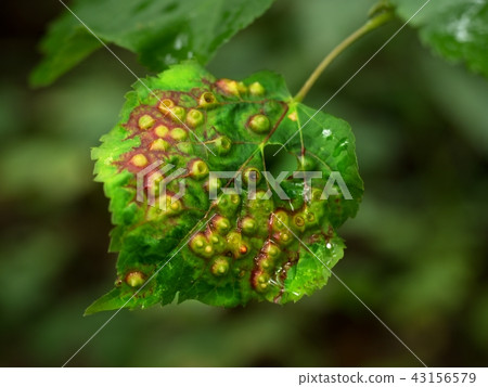 Pests plants diseases. Majority of leaf spots 43156579