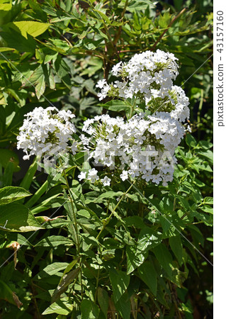 Hydrangea (flowering herbs) 43157160