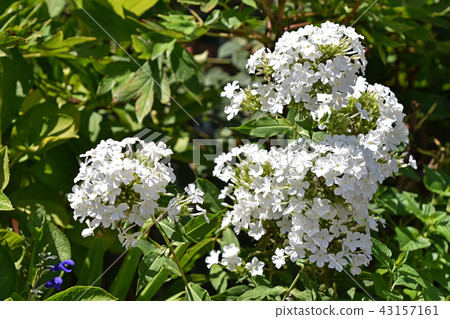 Hydrangea (flowering herbs) 43157161