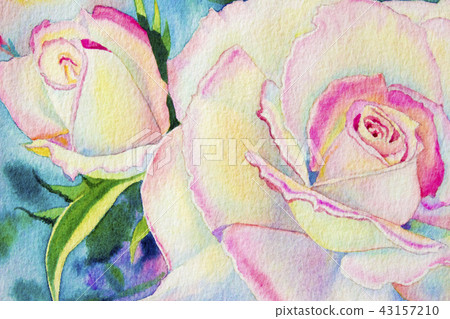 Watercolor painting pink yellow color of roses Watercolor painting pink yellow color of roses 43157210