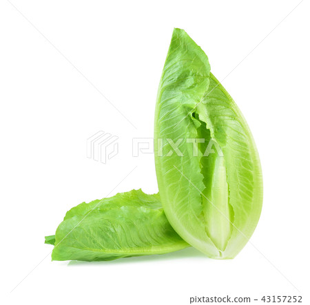 cabbage lettuce isolated on white background 43157252