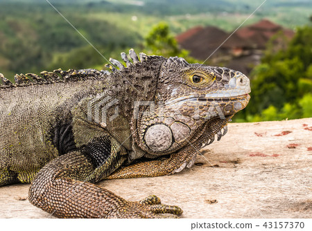 Head closeup of adult green iguana Head closeup of adult green iguana 43157370