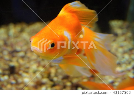 Ryukin金魚金魚金魚水族館 Ryukin金魚金魚金魚水族館 43157503