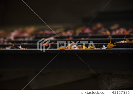 Maple leaf on the roof 43157525