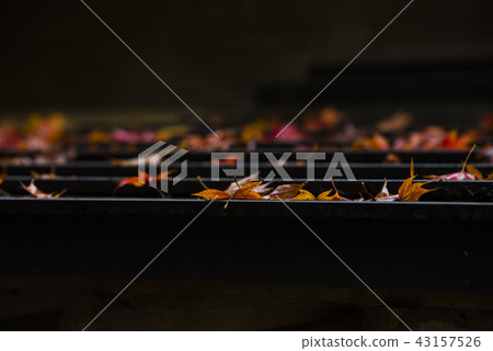 Maple leaf on the roof Maple leaf on the roof 43157526