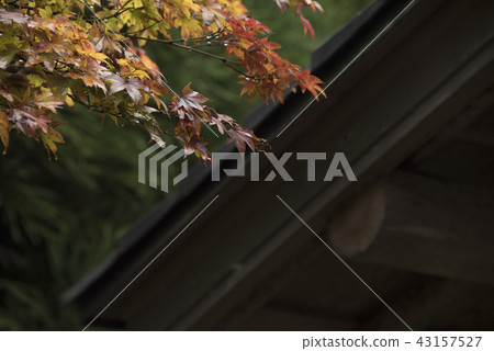 Maple leaf on the roof 43157527