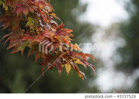 Maple leaf on the roof Maple leaf on the roof 43157529