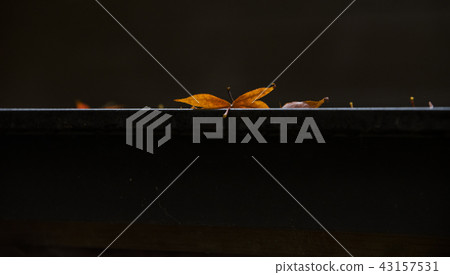 Maple leaf on the roof 43157531