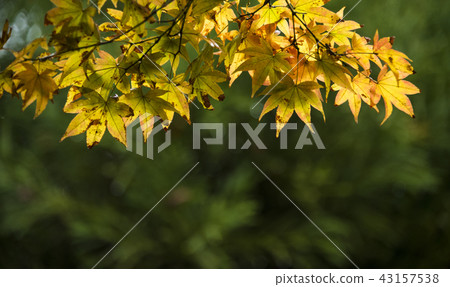 Maple leaf on the roof 43157538