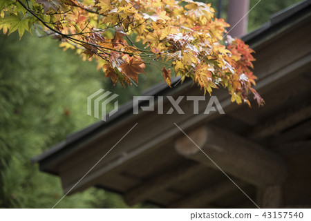 屋頂上的楓葉 43157540