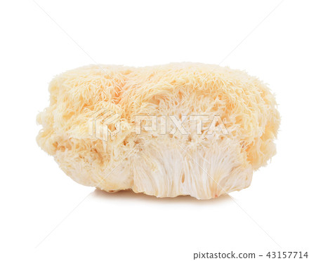 lion mane mushroom isolated on white background. 43157714