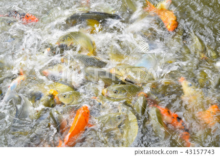 feed the fish school of fish.blur 43157743