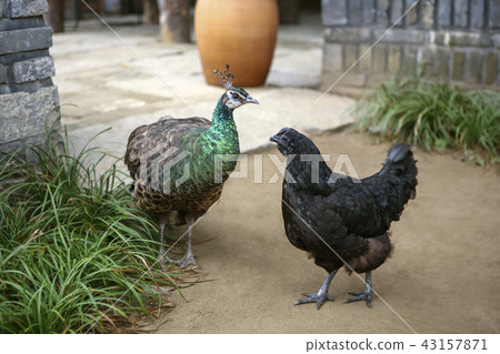 Chicken, ogol, peacock, bird 43157871