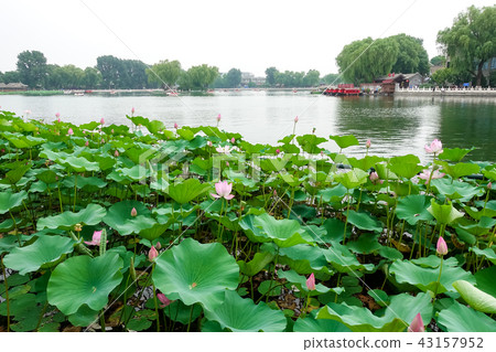 Shichahai in Beijing Shichahai in Beijing 43157952