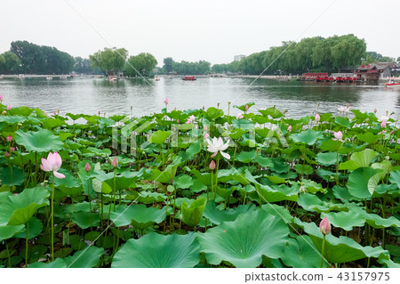 Shichahai in Beijing 43157975