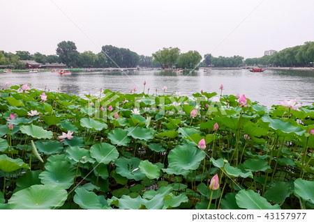 Shichahai in Beijing 43157977