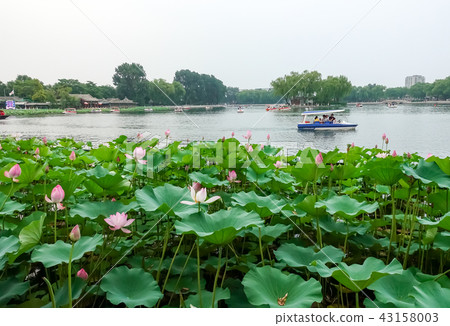 Shichahai in Beijing Shichahai in Beijing 43158003