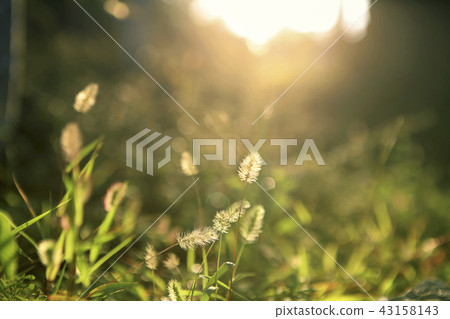 穀子，gumicho狗kkoripul 43158143