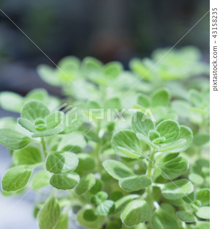 盆栽植物圓葉到手香 盆栽植物圓葉到手香 43158235