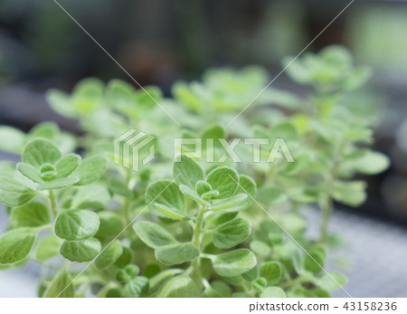 盆栽植物圓葉到手香 盆栽植物圓葉到手香 43158236