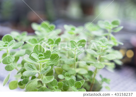 盆栽植物圓葉到手香 盆栽植物圓葉到手香 43158237