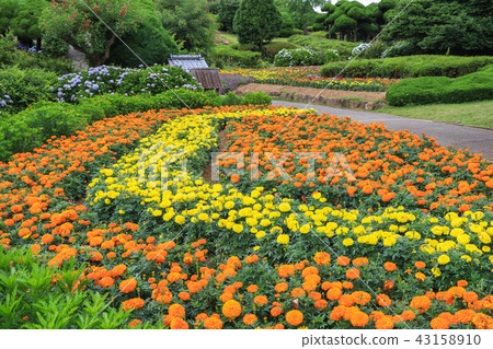 Flower garden of Nanooshima Island Park Flower garden of Nanooshima Island Park 43158910