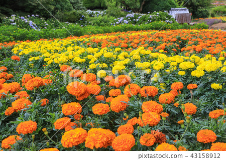 Nanooshima島公園花園 Nanooshima島公園花園 43158912