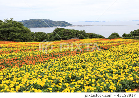 Nanooshima島公園花園 Nanooshima島公園花園 43158917