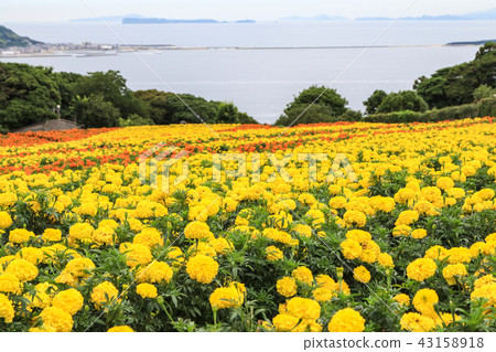Nanooshima島公園花園 Nanooshima島公園花園 43158918