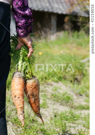 Carrots	 43159058