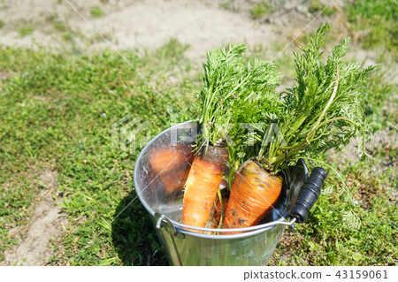 紅蘿蔔 43159061