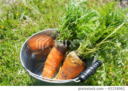 紅蘿蔔 紅蘿蔔 43159062