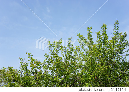 Fresh green · sky Fresh green · sky 43159124