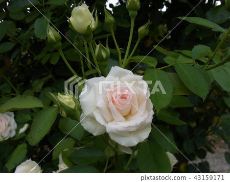 Rose Blanc Pierre de Ronsalle Blanc Pierre de Ronsard Rose Blanc Pierre de Ronsalle Blanc Pierre de Ronsard 43159171