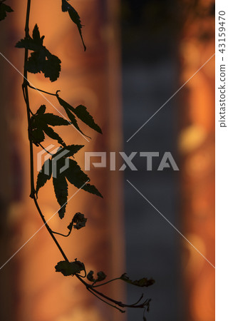 Friends of the Light Forest 43159470