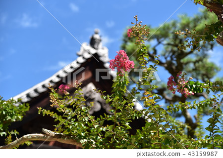 [Chugoku 33 Kannon Sacred Ground] No. 3 Shoin of Shorakuji Temple and pink flowers of crape myrtle, Bizen City, Okayama Prefecture 43159987