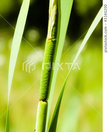 Close up of typha plant. 43160200