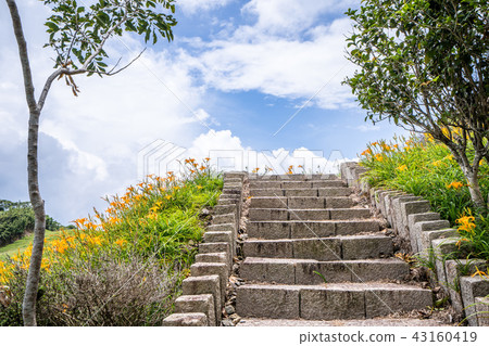 花蓮 六十石山 金針花季 鹿蔥亭 萱草 Hualien Orange Daylily 忘れ草 金針花 花蓮 六十石山 金針花季 鹿蔥亭 萱草 Hualien Orange Daylily 忘れ草 金針花 43160419