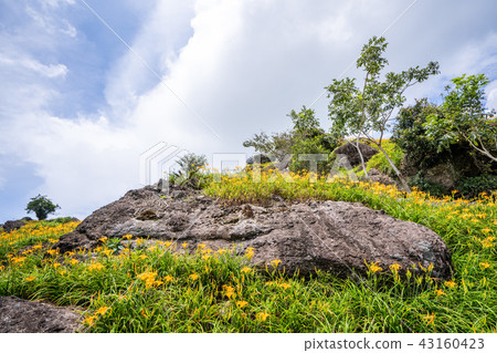 花蓮 六十石山 金針花季 鹿蔥亭 萱草 Hualien Orange Daylily 忘れ草 金針花 43160423