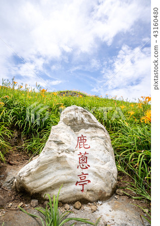 花蓮 六十石山 金針花季 鹿蔥亭 萱草 Hualien Orange Daylily 忘れ草 金針花 43160480