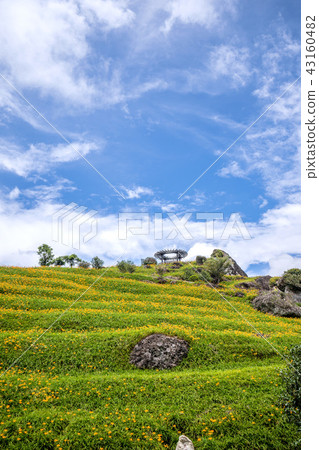 花蓮 六十石山 金針花季 鹿蔥亭 萱草 Hualien Orange Daylily 忘れ草 金針花 43160482