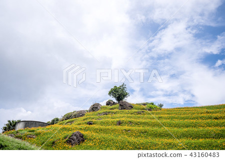 花蓮 六十石山 金針花季 鹿蔥亭 萱草 Hualien Orange Daylily 忘れ草 金針花 花蓮 六十石山 金針花季 鹿蔥亭 萱草 Hualien Orange Daylily 忘れ草 金針花 43160483